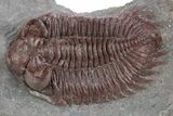 Red Coltraneia Trilobite Fossil - Huge Faceted Eyes #347274-1